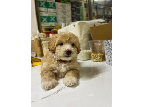 2 aylık maltipoo