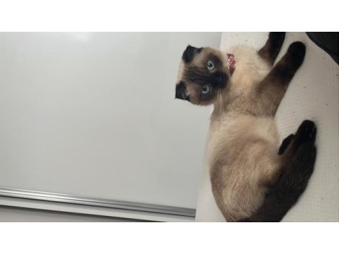 Scottish fold blue point erkek kedi