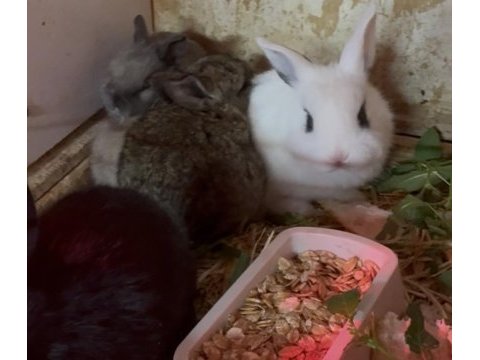 Cüce aslanbaş hollanda lop yenizellanda tavşan yavruları