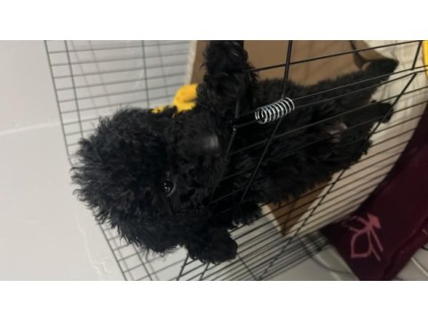 3 aylık siyah poodle
