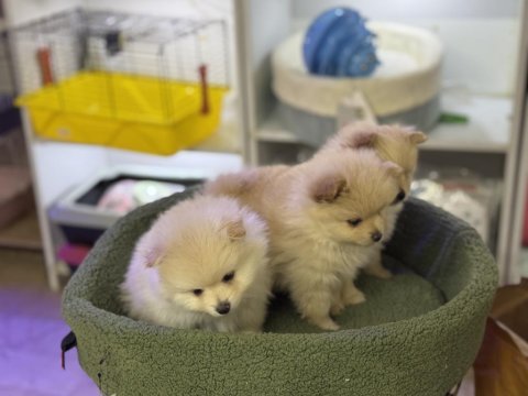 Pomeranian boo emmeyi bıraktılar 2 adet yavrum var