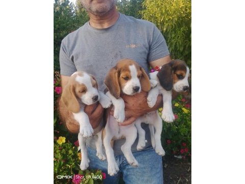 Sevimli beagle cinsi yavrular