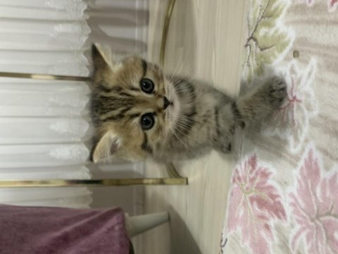 British shorthair tabby dişi (top kafa)