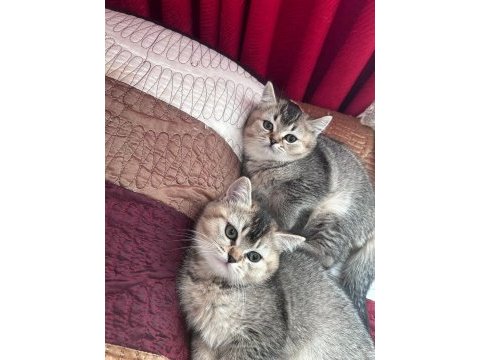 Safkan british shorthair black golden yavru kediler