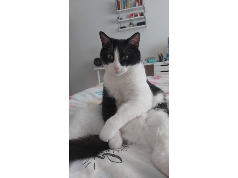 3 yaşında erkek tekir kedimiz kısır