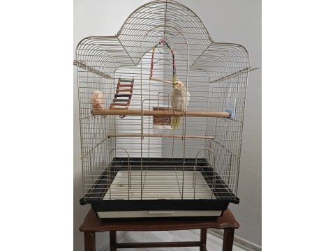 7 aylık erkek pearl sultan papağanı kafesiyle birlik