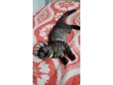 3 aylık dişi british shorthair tuvalet eğitimi vardır