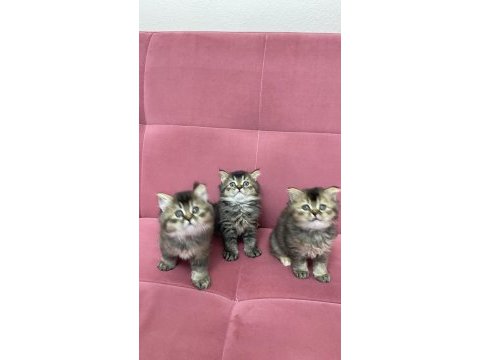 Safkan british longhair tabby uzun tüy yuvarlak surat