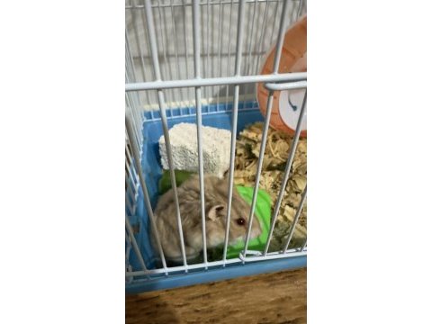Hamster satılık