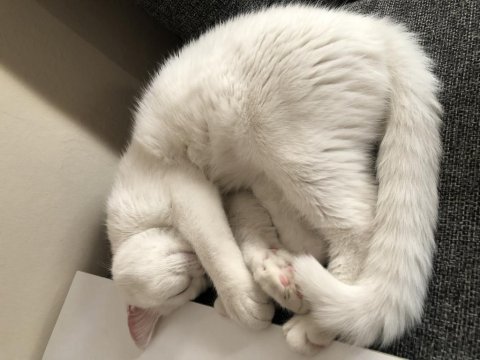 British shorthair 1 yaşında dişi