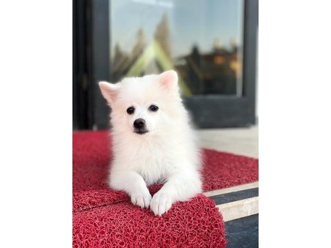 Dişi 1 yaşında sahiplendirilecek pomeranian