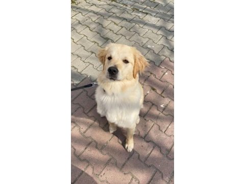 8 aylık golden retriever