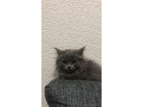 Uzun tüy 2 aylık erkek scottish fold