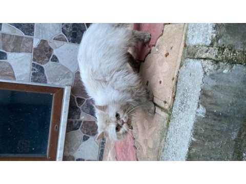 Sokağa atılmış iran kedisi acil