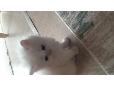 British longhair yavrularımız