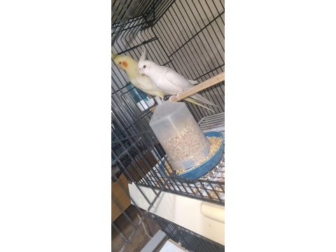Albino lutino takım sultan papağanı