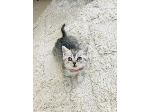 British shorthair güzellik yeni yuvasını arıyor