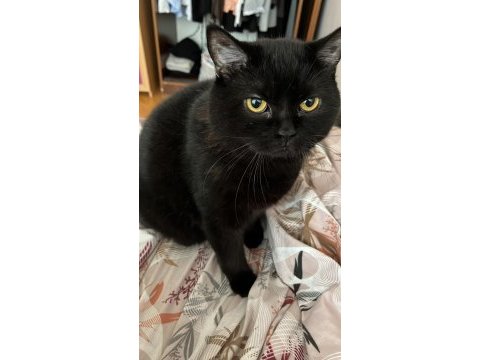 Sevimli 2 yaşında erkek british shorthair