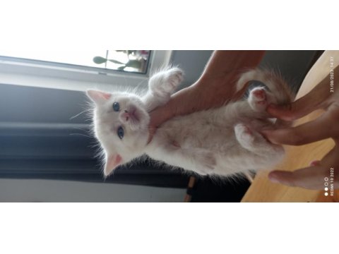 Scottish fold yavru