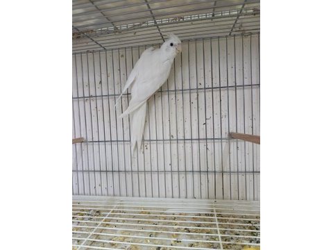 Erkek albino 1 yaşında sultan papağanı