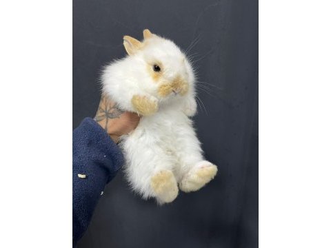 Mini mini tavşan yavruları