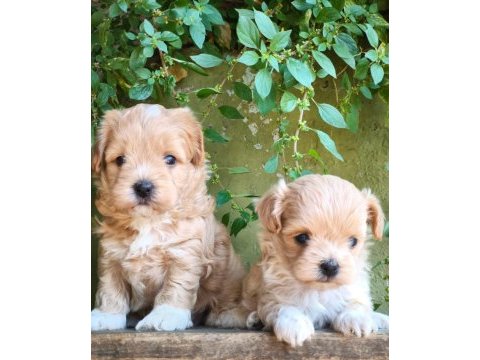 Maltipoo yavru köpekler