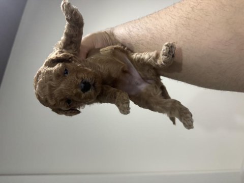 Toy poodle dişi erkek mevcut sahibini bekliyor