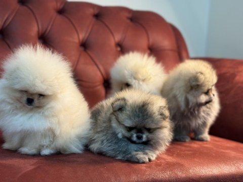 Wc eğitimli tea cup pomeranian yavrularımız