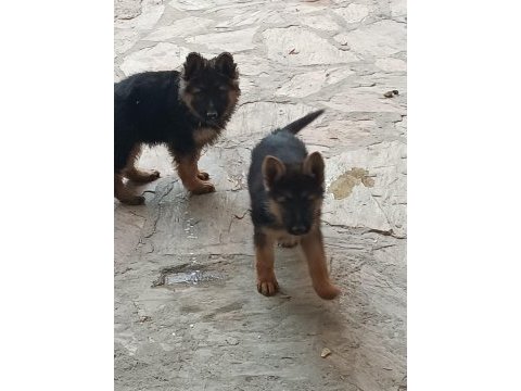 Alman kurdu yavrularım sağlık garantili