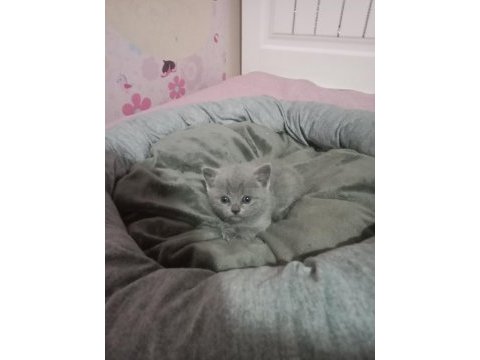 British shorthair 2 aylık kedimiz