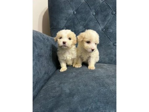 Kar beyaz maltipoo yavrularımız