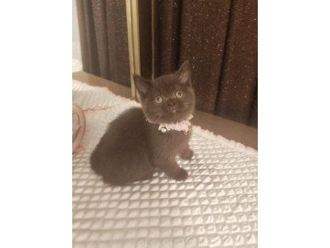 Çikolata british shorthair