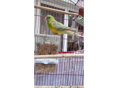 Şarkıcı pareket papağanı