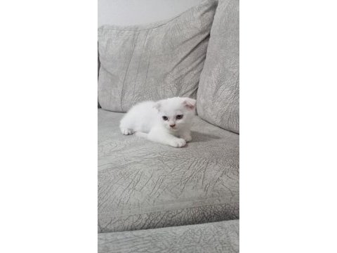 Yavru scottish fold
