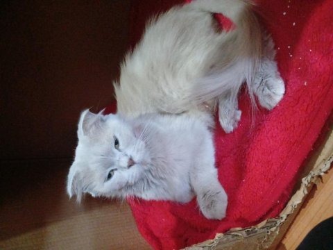 Anne ve yavru kedisi