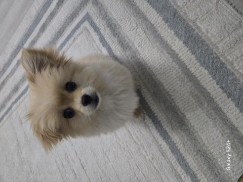 Pomeranian lui evinizin neşesi olmaya geliyor