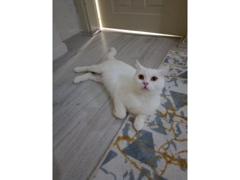 Dişi british longhair cinsi kedimiz