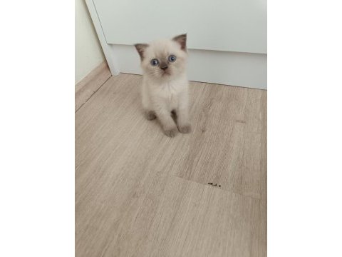 Scottish fold dişi ve erkek yavru kediler