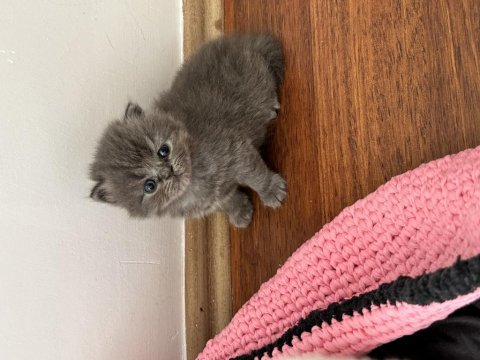 2 aylık olduğunda sahiplendirilecek yavru kediler