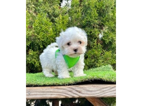 Kar beyazı maltese terrier yavruları