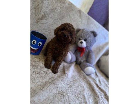 Saf kan toy poodle yavrumuz