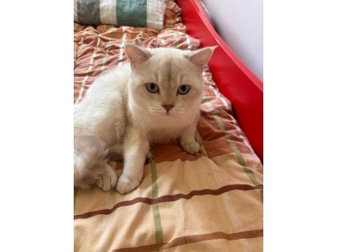British shorthair sevimli