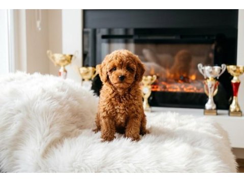 Toy poodle yavru erkek ve dişi yavrular ücretsiz teslimat