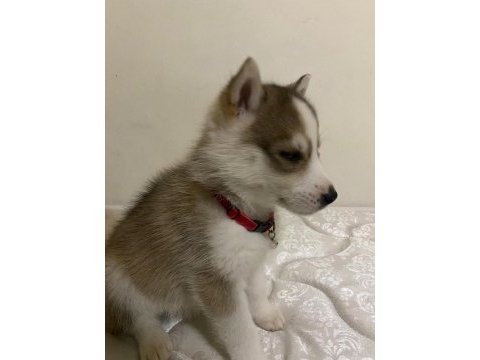 Dişi yavru husky