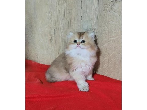 Mükemmel british longhair dişi yavrular