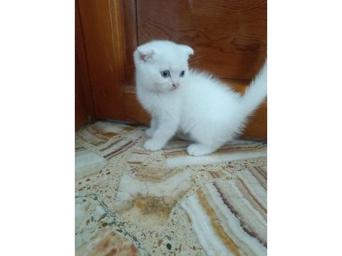 Scottish fold yavrular