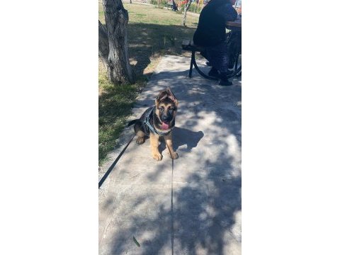 A şecereli alman çoban köpeği yavruları