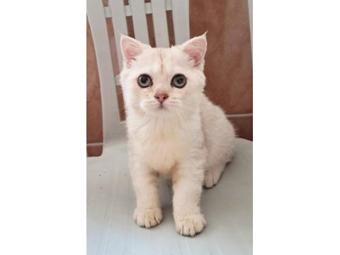 British shorthair silver erkek