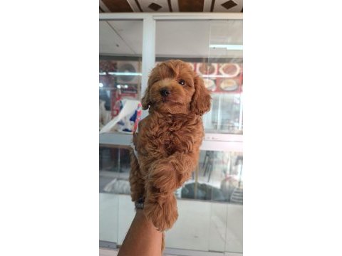 Irk ve sağlık garantili maltipoo yavrumuz