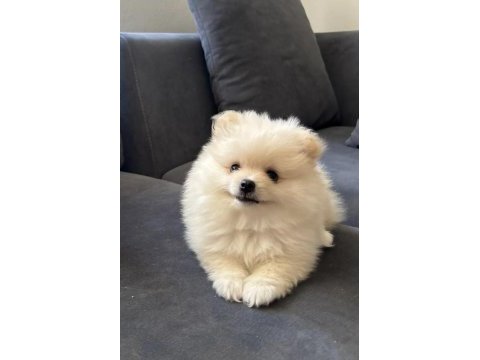 Köpeğimiz hakkında detaylar görüşülür